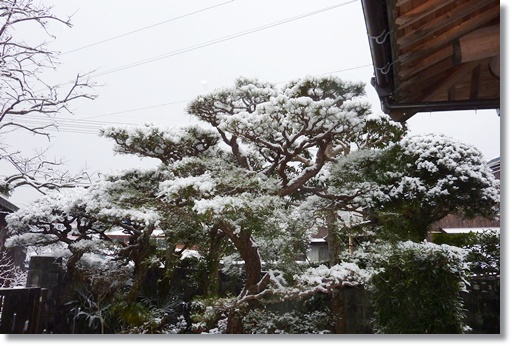 降った～！！　雪景色_d0025414_17353841.jpg