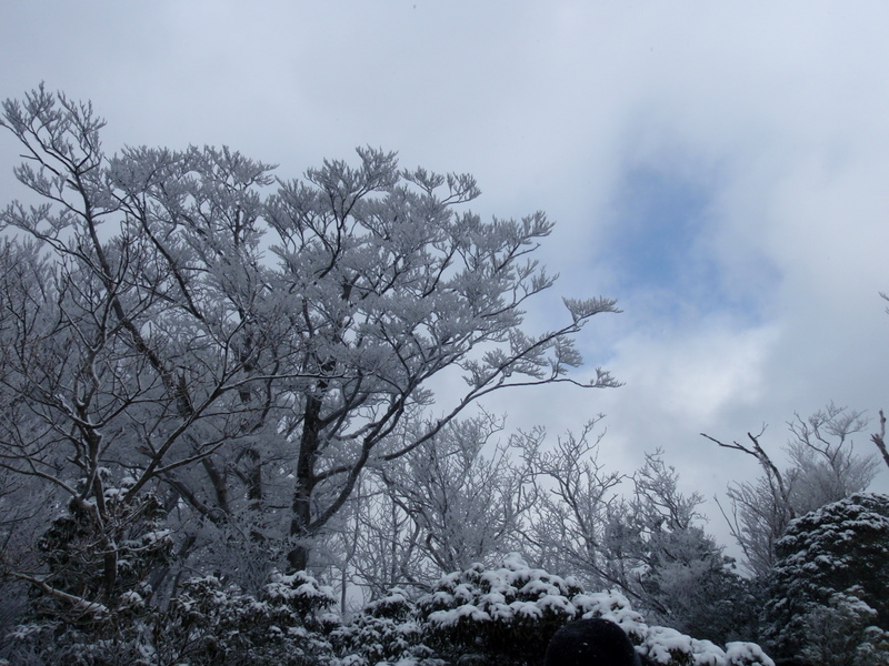 仰烏帽子山 （福寿草）_b0168843_8311333.jpg