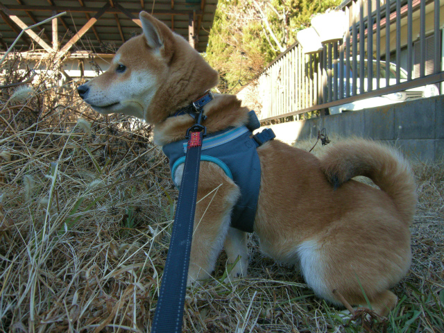 RIKU  ―A first dog-walking  vol.1―_e0162959_0581040.jpg