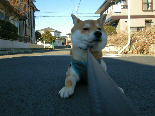 RIKU  ―A first dog-walking vol.2―_e0162959_1161240.jpg