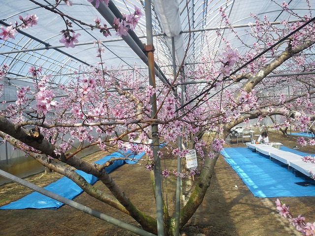 日本一早いお花見!!桜じゃないけど_b0151362_1832291.jpg