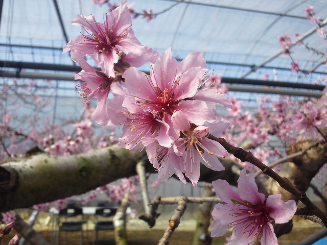 日本一早いお花見!!桜じゃないけど_b0151362_18354785.jpg