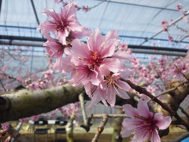 日本一早いお花見！！桜じゃないけど_b0151362_18354785.jpg