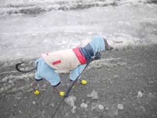 素敵な犬の洋服屋さん☆_c0080075_3161224.jpg