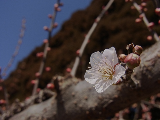 梅の花_e0145693_0231532.jpg