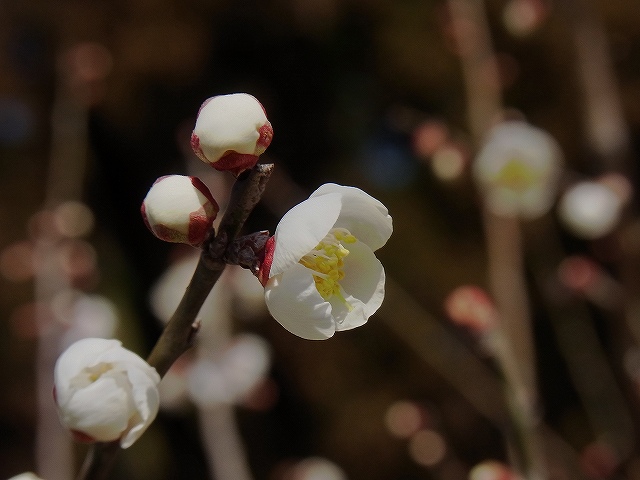 梅の花_e0145693_09932.jpg