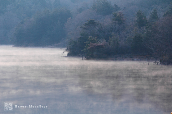 Pieses of Winter~朝もや_b0208495_2351313.jpg