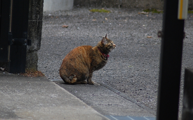 本物の愛鳥家_a0190302_20485982.jpg