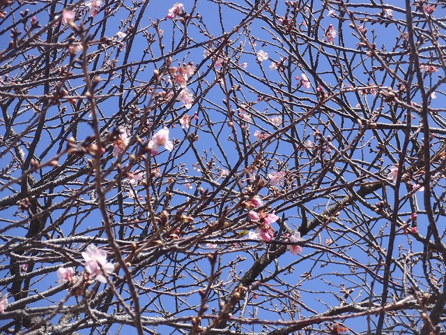 26日にサクラの開花は間に合うか? お花見ウォーキング_f0141310_7374274.jpg