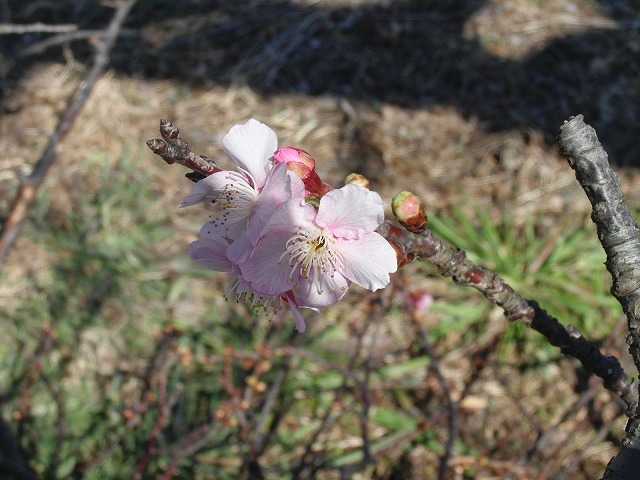 26日にサクラの開花は間に合うか? お花見ウォーキング_f0141310_7375419.jpg