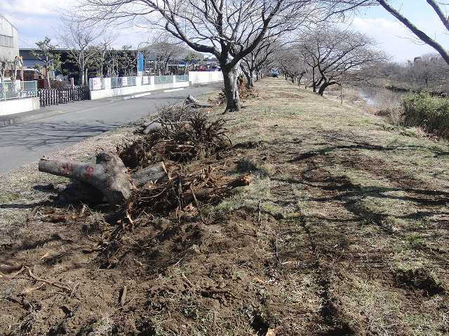 26日にサクラの開花は間に合うか? お花見ウォーキング_f0141310_7415954.jpg