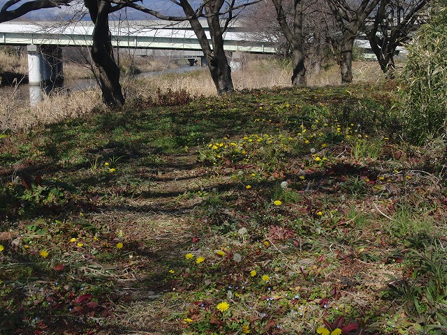 26日にサクラの開花は間に合うか? お花見ウォーキング_f0141310_7421114.jpg