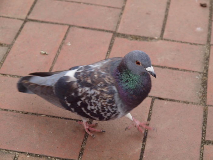 鳩_c0116915_1112473.jpg