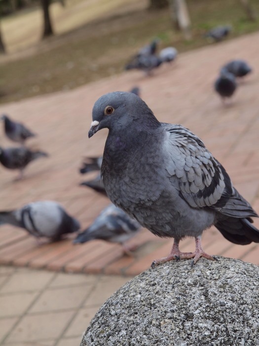 鳩_c0116915_13292.jpg