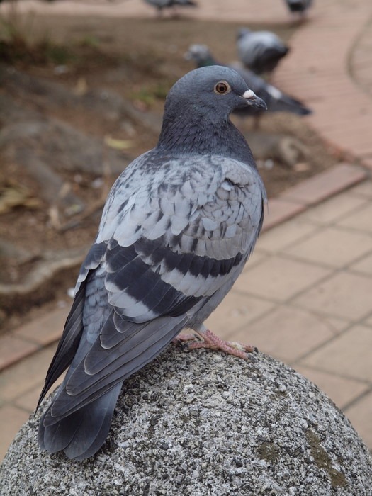 鳩_c0116915_185049.jpg