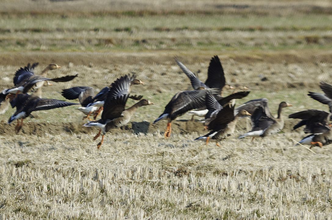 Greater White-fronted Goose：マガンの群れ_a0031821_1658221.jpg