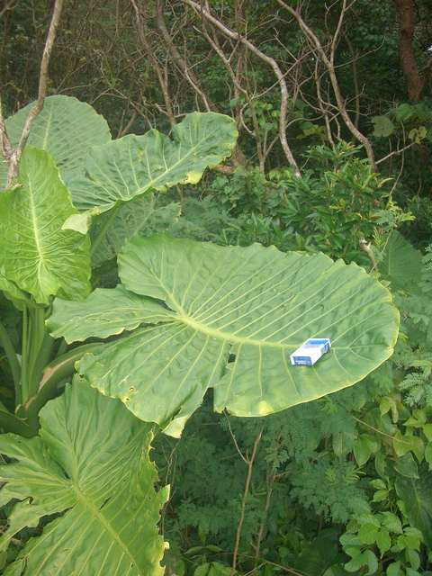 f0197325_7453635.jpg