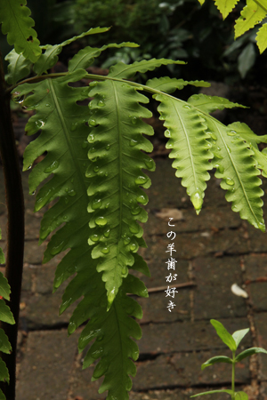 d0042827_2134309.jpg