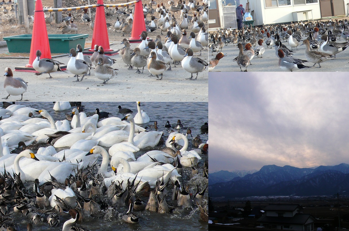 安曇野 御宝田の白鳥飛来地で_a0212730_18235645.jpg