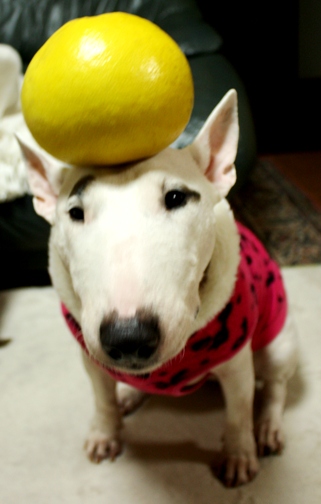 c0192330_23231751.jpg