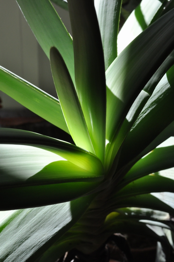 green_b0172633_1475884.jpg