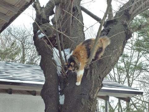 今日は\"猫の日”_b0238249_1747254.jpg