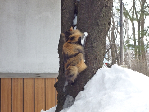 今日は\"猫の日”_b0238249_17473981.jpg