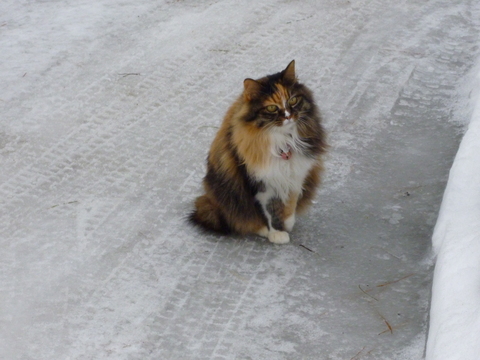 今日は\"猫の日”_b0238249_1931353.jpg