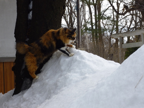 今日は\"猫の日”_b0238249_1935531.jpg