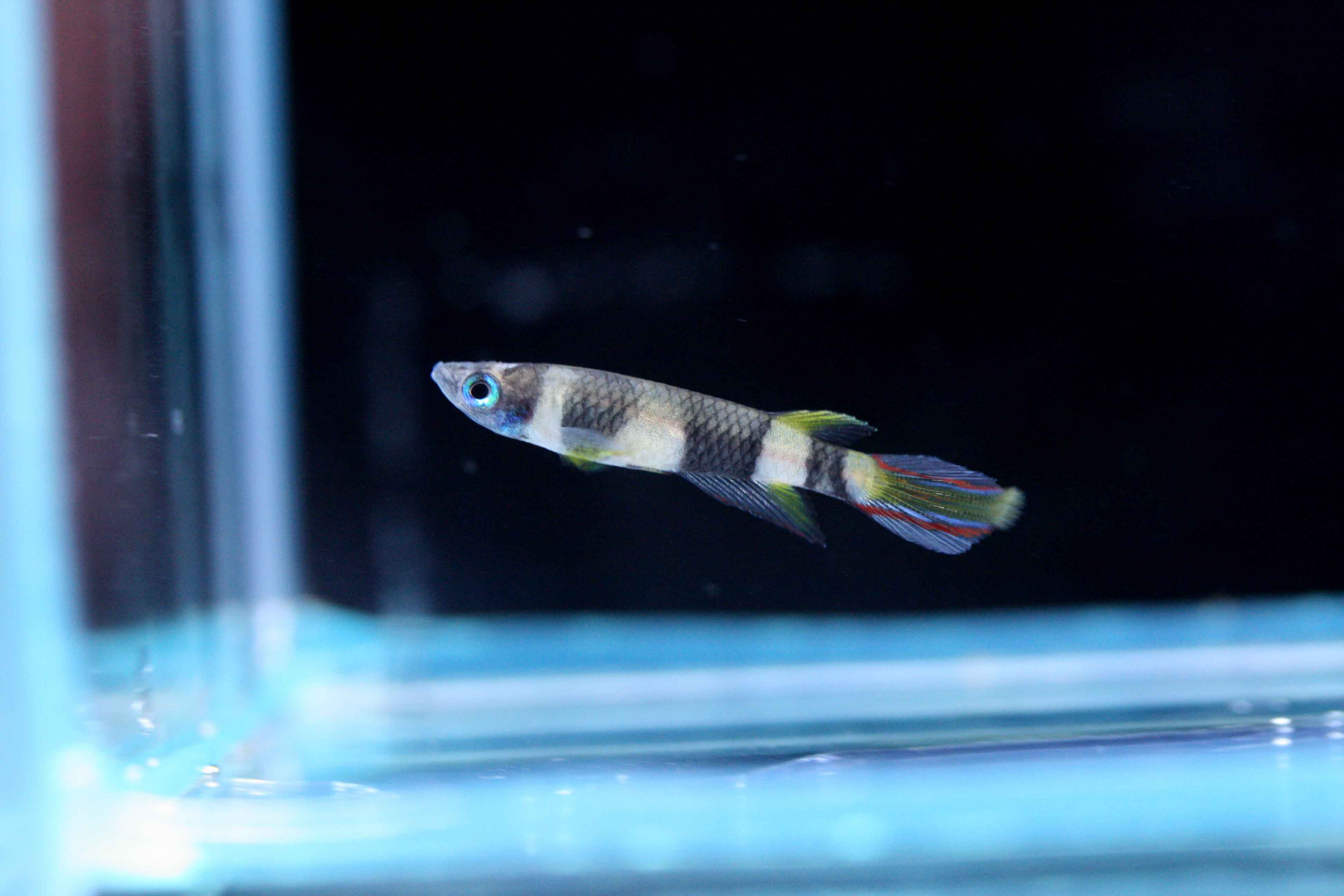 熱帯魚の奥 ビーボックスアクアリウム松戸店 熱帯魚 水草情報