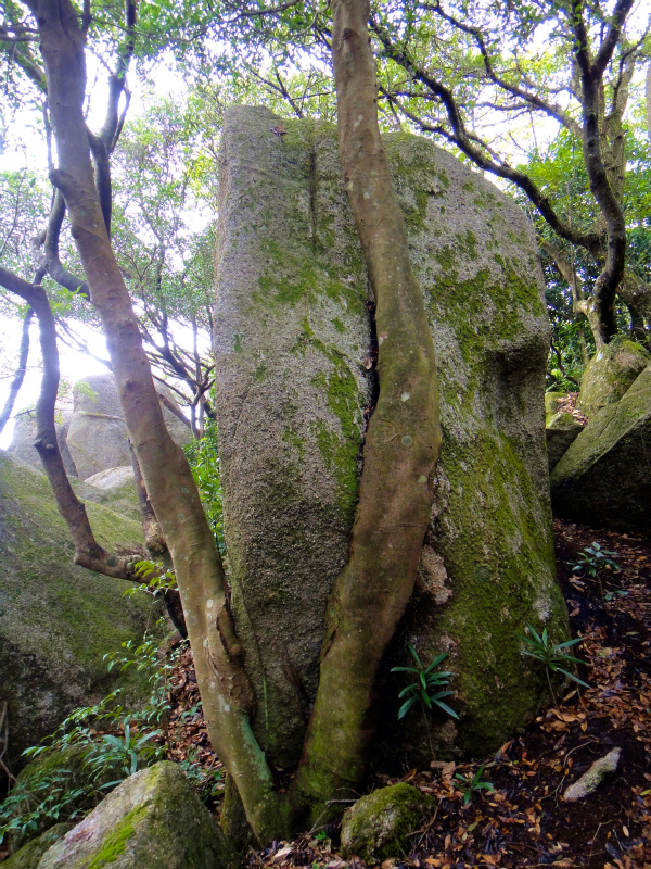 2012/02/14-17 South West 四国 Trip Day.3 白皇山ー足摺岬_b0220886_17493228.jpg