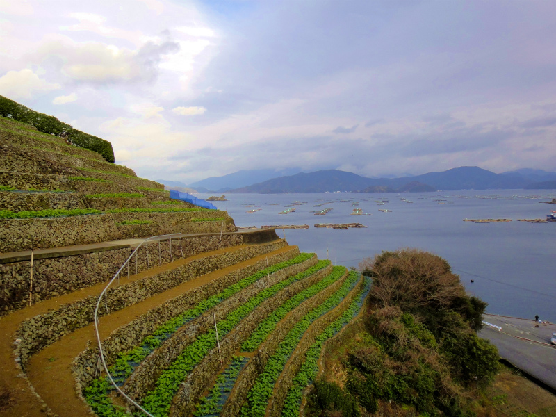 2012/02/14-17 South West 四国 Trip Day.2 遊子水荷浦の段畑_b0220886_1785517.jpg
