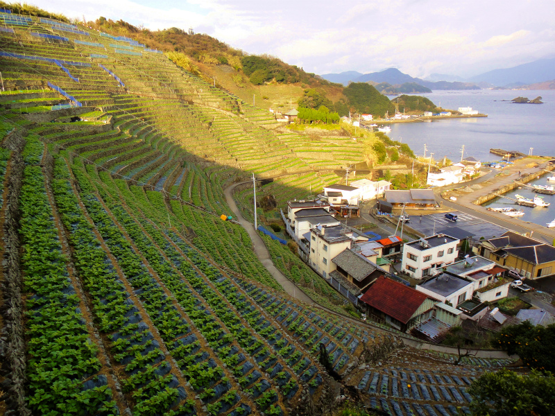 2012/02/14-17 South West 四国 Trip Day.2 遊子水荷浦の段畑_b0220886_1792127.jpg