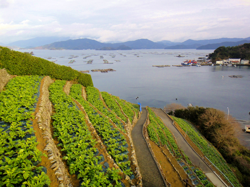 2012/02/14-17 South West 四国 Trip Day.2 遊子水荷浦の段畑_b0220886_179913.jpg