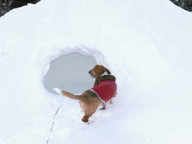 f0205887_1725420.gif