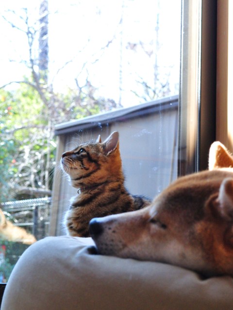 窓辺_a0126590_2211130.jpg