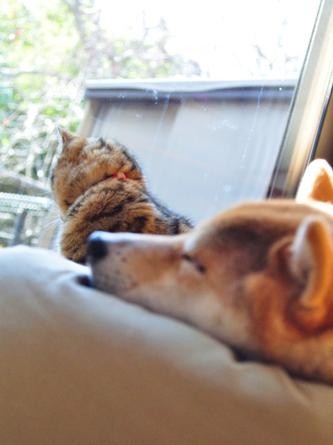窓辺_a0126590_229195.jpg