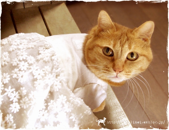猫の日_d0025294_20231877.jpg