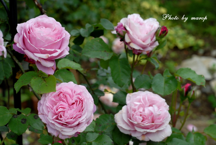 北のお庭のガゼボの薔薇の誘引♪♪_e0160417_12372483.jpg