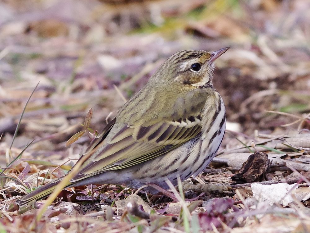 Olive-backed Pipit：ビンズイの食事_a0031821_20144179.jpg