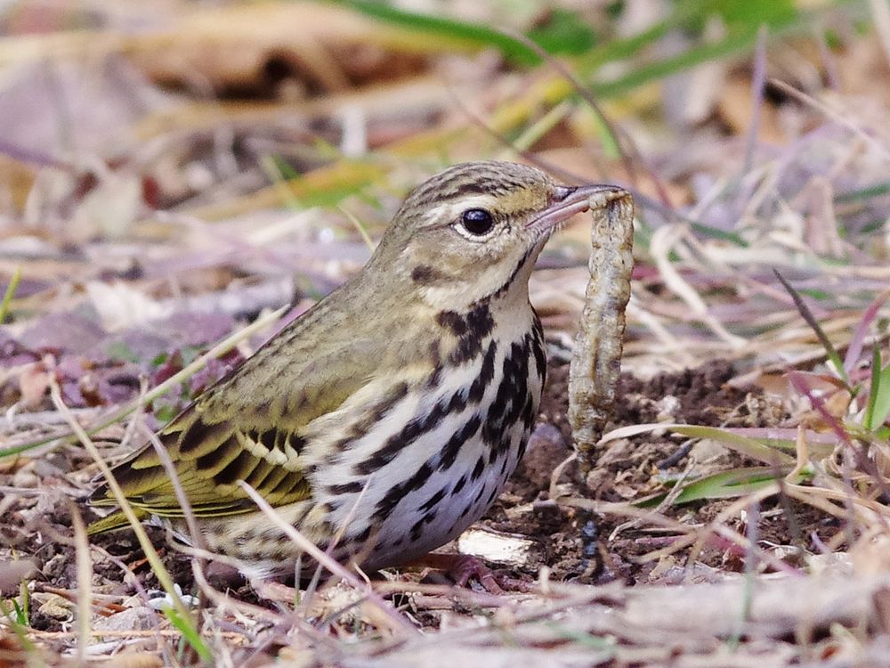 Olive-backed Pipit：ビンズイの食事_a0031821_20162980.jpg