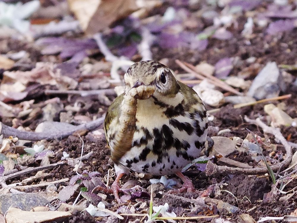 Olive-backed Pipit：ビンズイの食事_a0031821_20195981.jpg