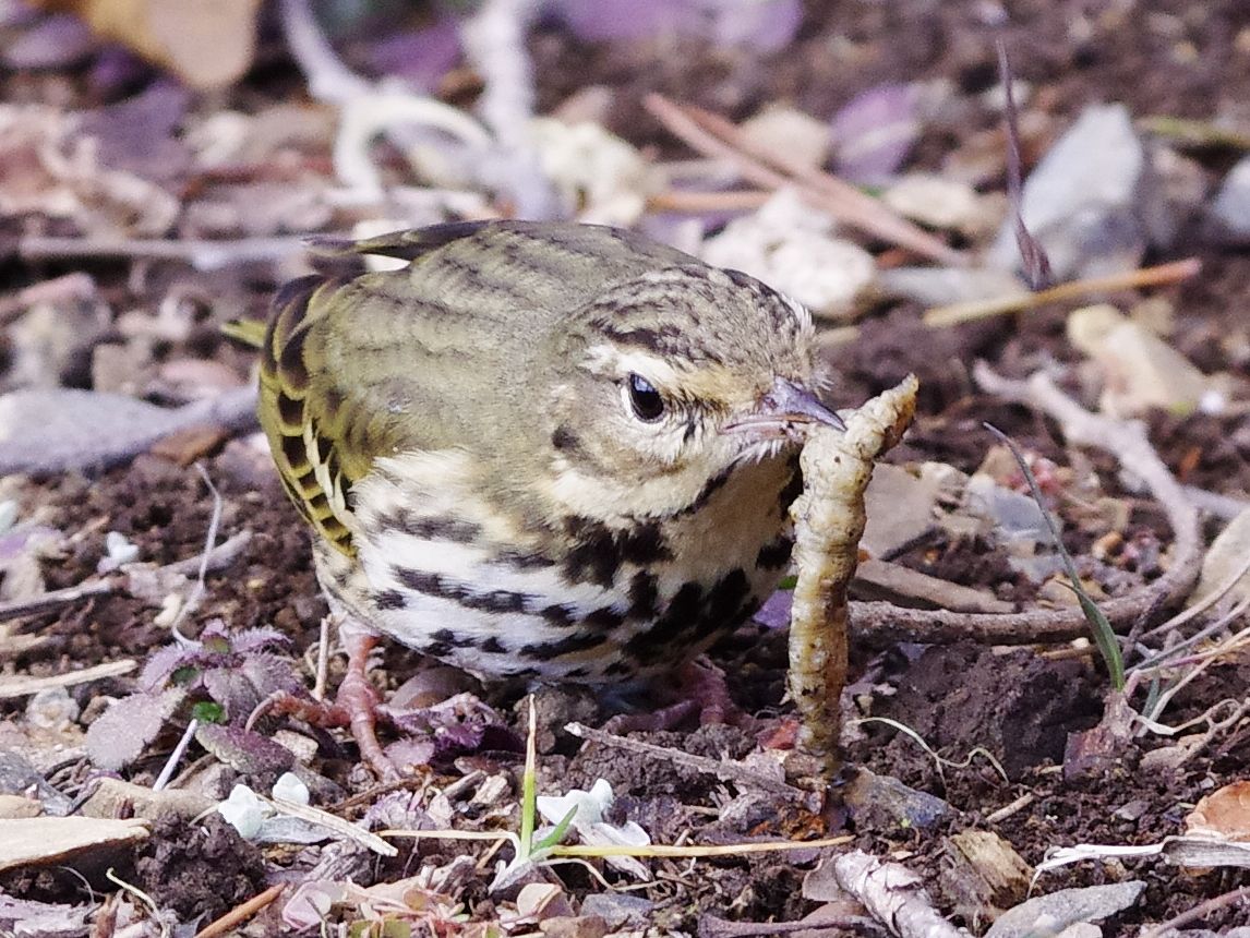 Olive-backed Pipit：ビンズイの食事_a0031821_2019635.jpg