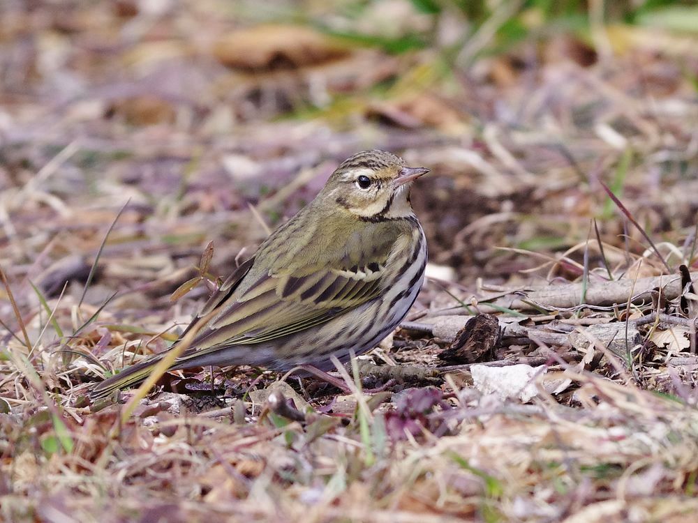 Olive-backed Pipit：ビンズイの食事_a0031821_2091540.jpg