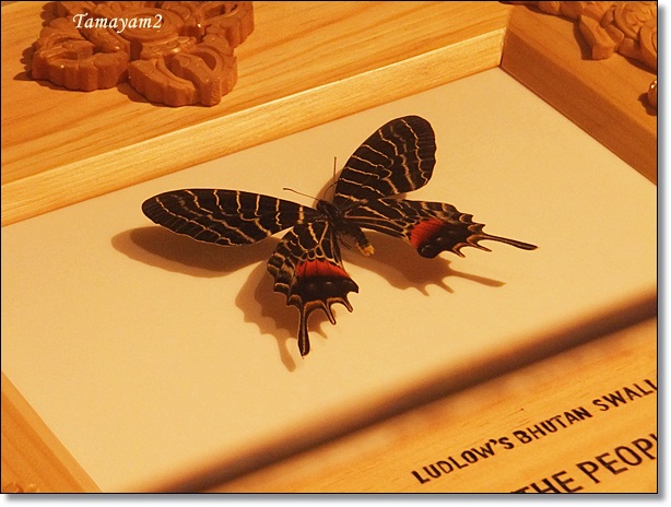 ブータンシボリアゲハ : Yamyam町一丁目