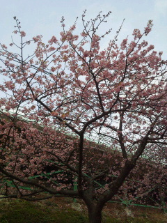 ネバーランド_d0011635_1303087.jpg