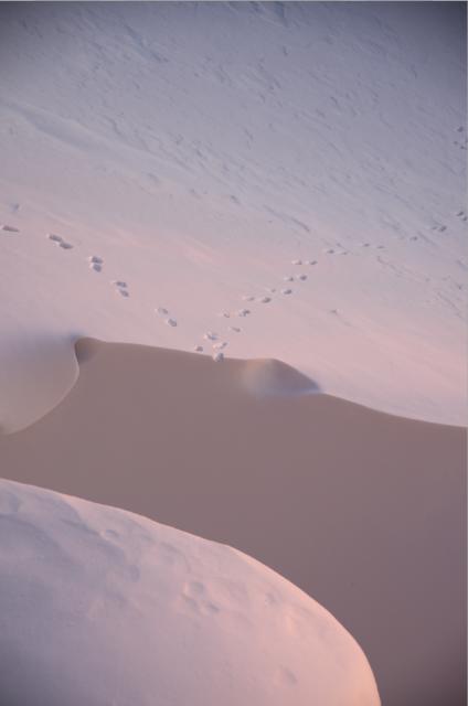 蔵王高原=雪紋=_b0177347_20201465.jpg