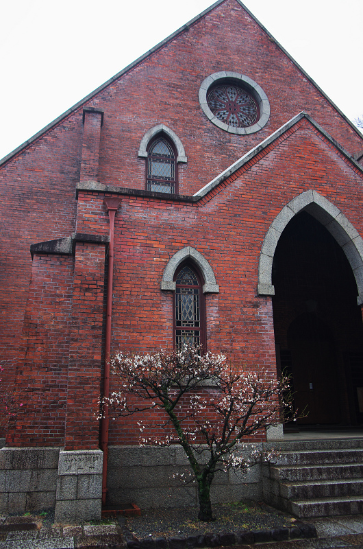 同志社礼拝堂の梅と妙蓮寺の御会式桜_f0155048_23553985.jpg