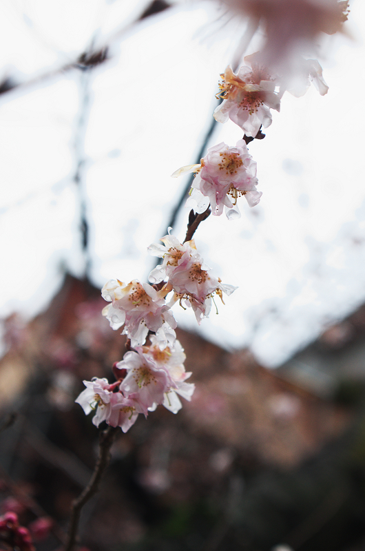 同志社礼拝堂の梅と妙蓮寺の御会式桜_f0155048_23555139.jpg