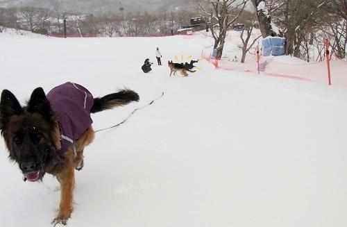 エースくんと雪遊び in 那須_a0254949_1329409.jpg